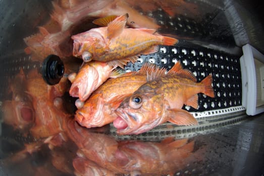 Rockfish in a fish well