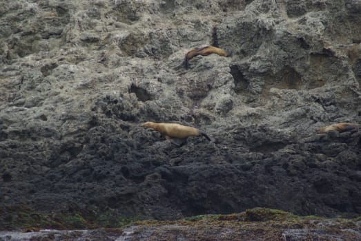 Sea Lions sleeping