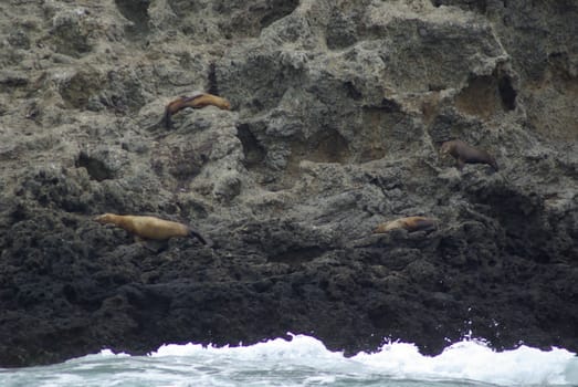 Sea lions resting on a cliff wall