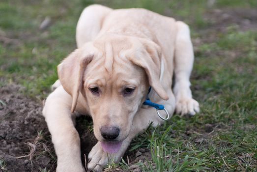 a labrador retriever puppy lying in front of a hole looking cheeky