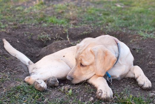 a labrador retriever puppy lying tired in the mud in front of a hole he dug before