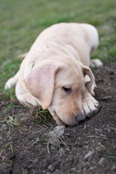 a labrador retriever puppy lying in the mud