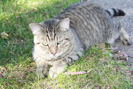 a female cat laying on the grass