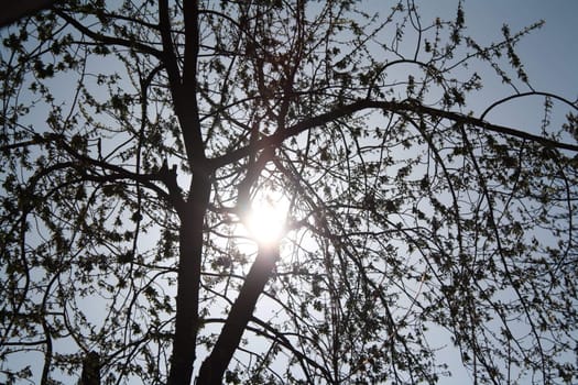 sun shining through the trees