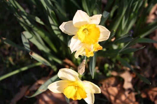 yellow bloomed easter lillys in the sun