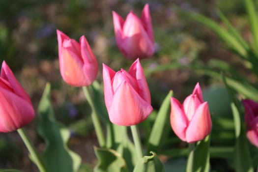 pink tull up the summer sun