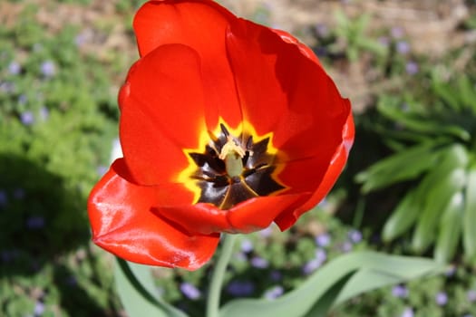 a red flower in the sun light