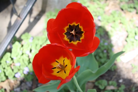 red flowers thats close up in the summer sun