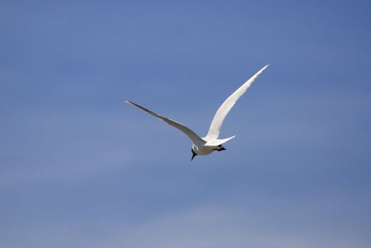 a seagull flying in front of a blue sky