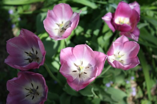 purple flowers together in the yard