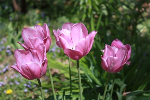 purple flowers together in the yard in shining sun light