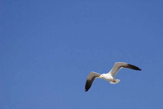 a seagull flying in front of a blue sky