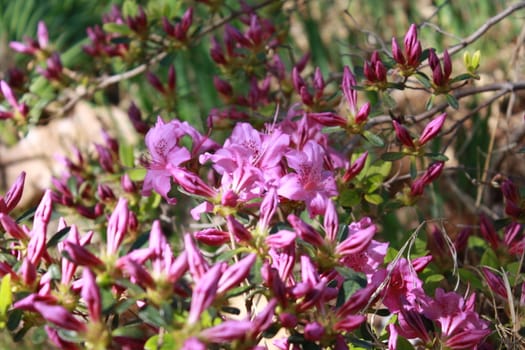 purple bloomed and unbloomed flowers in a bush