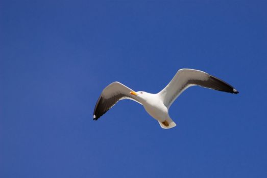 a seagull flying in front of a blue sky