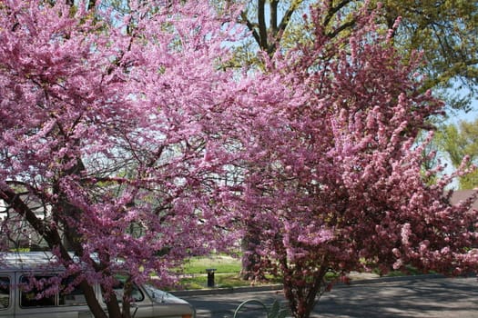 pink and purple trees with unbloomed leafs