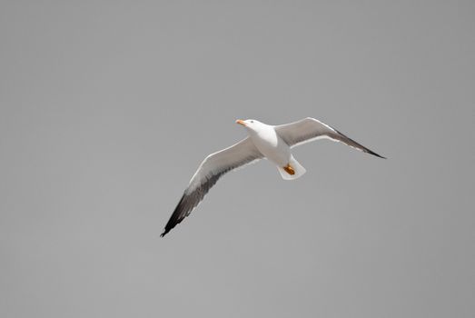 a digitally altered image of a flying seagull