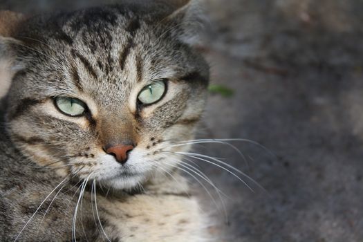 gray cat with green eyes looking right at you