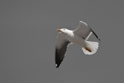 a digitally altered image of a flying seagull