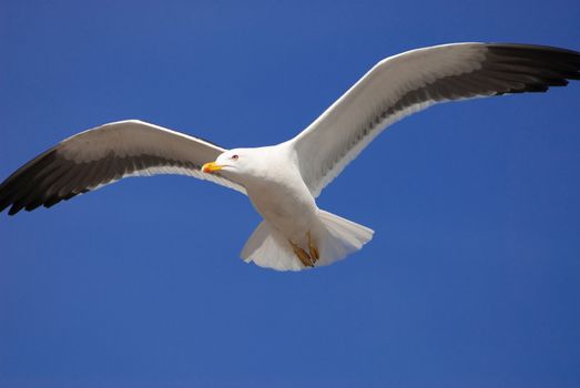 a seagull flying in front of a blue sky