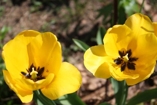 pretty yellow flowers with black in the middle