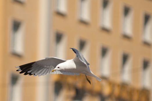 a seagull flying in front of a house in stockholm