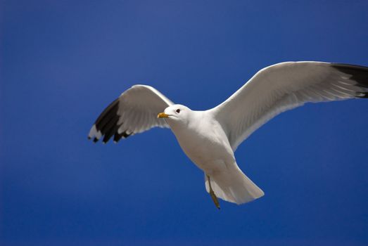 a seagull flying in front of a blue sky