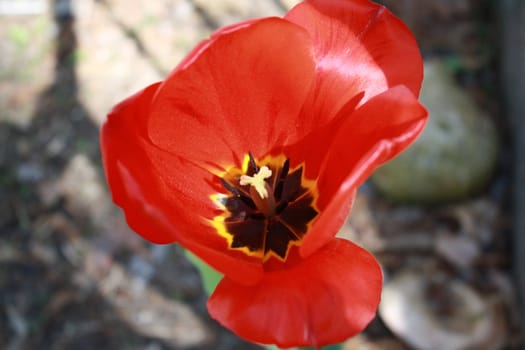 red pretty flowers with black middle