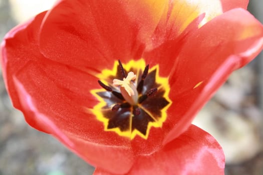 close-up of a pretty red flower