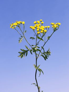 Tansy flowers on the background of blue sky