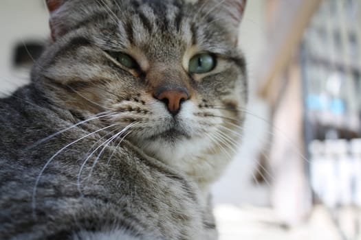 gray stiped cat with green eyes joying the outside