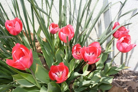 pink flowers growing in leafs