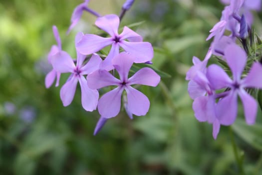 close-up of purple flowers in a bush with leafs