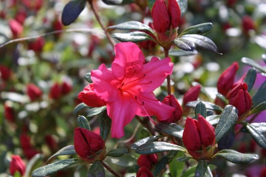 pink unbloomed flowers in a bush