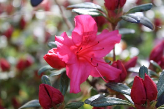 pink unbloomed flowers in a bush