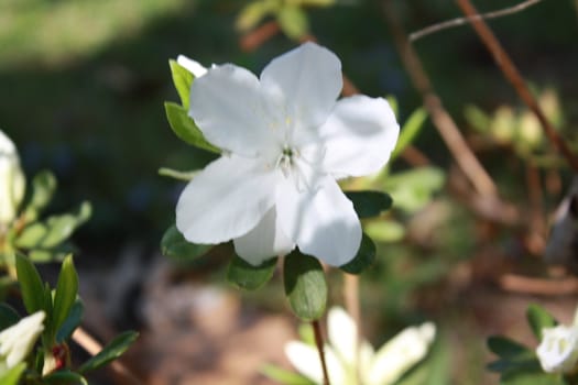 flower growing on a vine or a bush