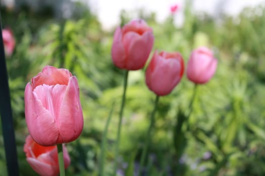 pink flowers growing with other pink flowers