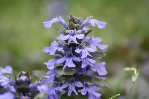 purple flower close-up in a bush