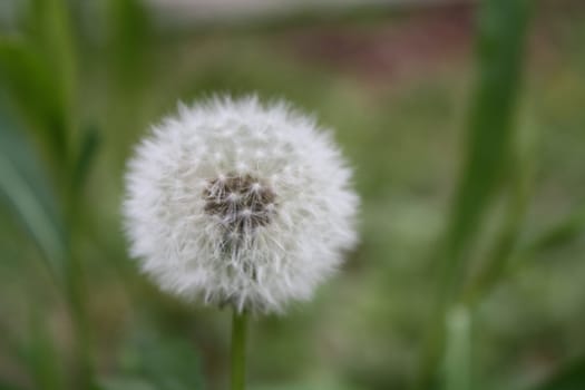 close-up weeds blooming