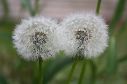 close-up weed flowers