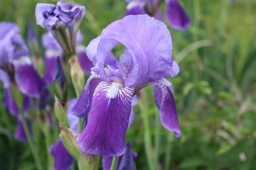 purple flowers in a row