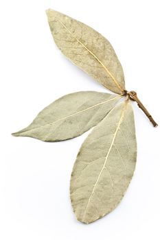 Three bay leaves on a white background.
