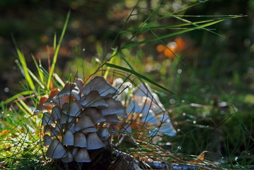 Mushrooms in forest