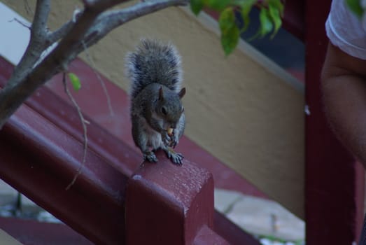 Chipmunk eating nuts