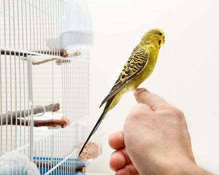 A tame domestic tropical bird sitting on a human finger outside cage