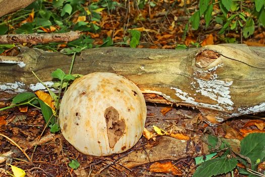 Giant Puffball fungus in the autumn wood. Latin name: Calvatia gigantia