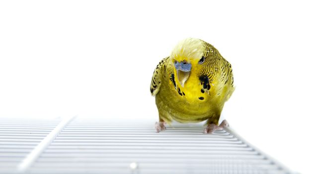 A green budgie on top of his cage