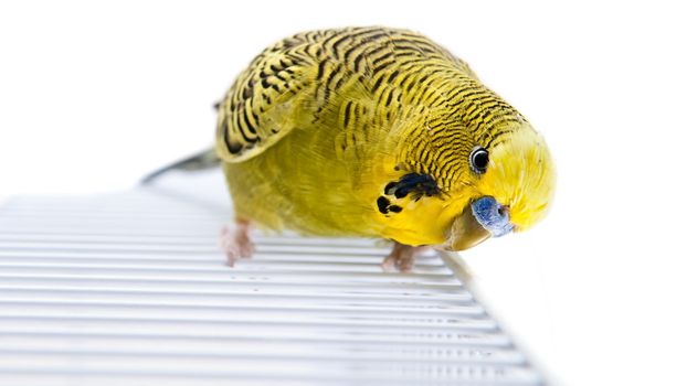 A green budgie on top of his cage