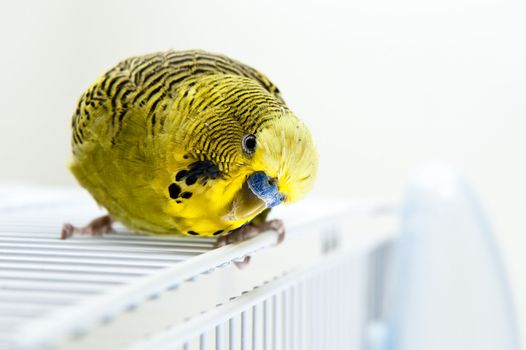 A green budgie on top of his cage