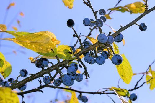 Branch with ripe blackthorn fruits against a blue sky