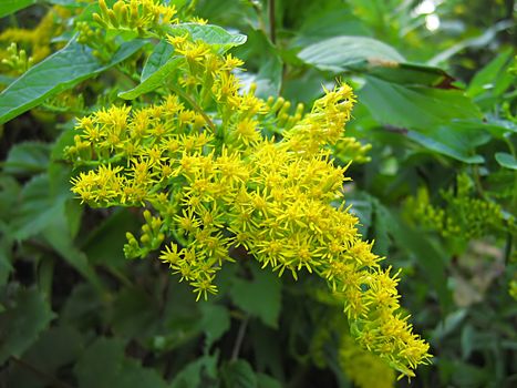 A photograph of a yellow flower in a field.